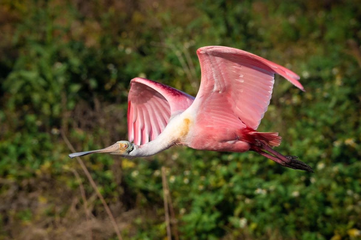 Burung roseate spoonbill