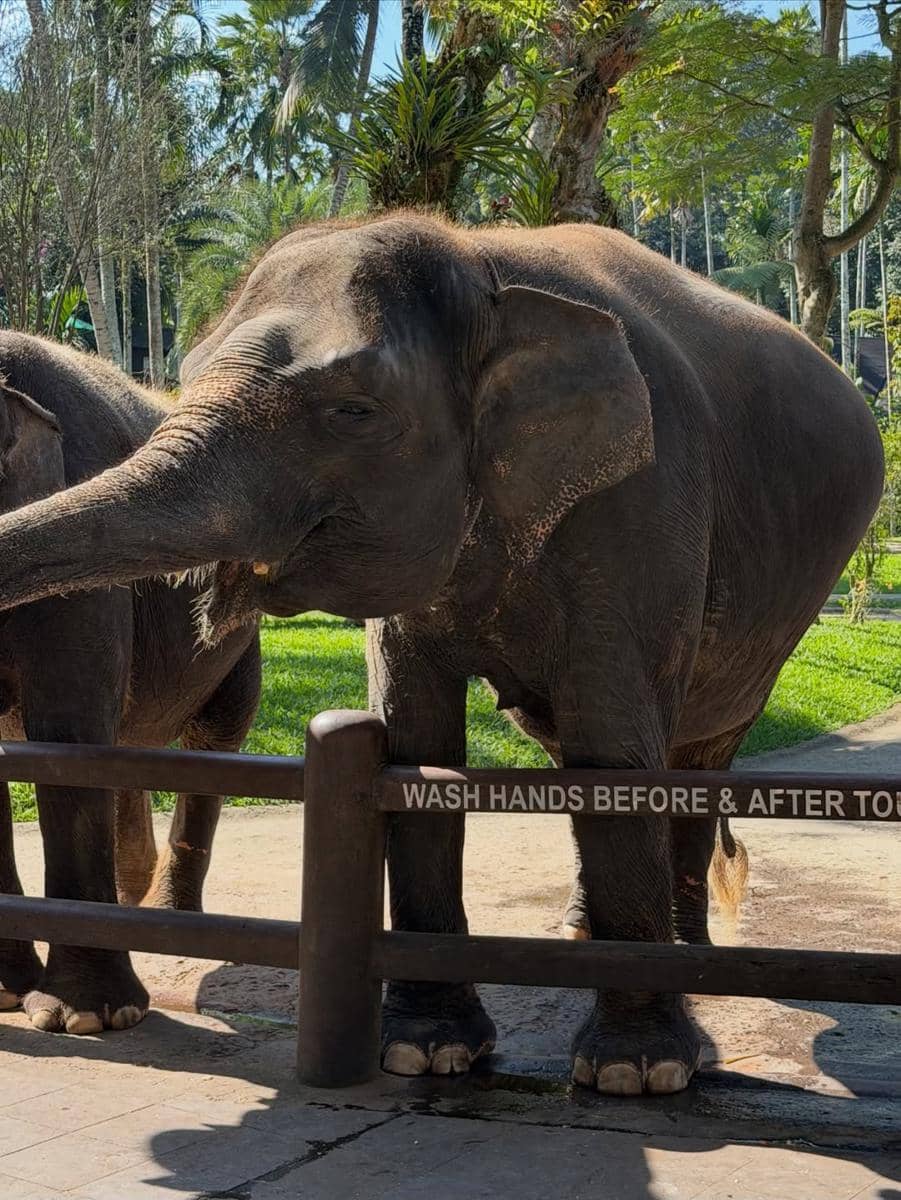 Sabrina Chairunnisa dan sahabat beri makan gajah di Ubud