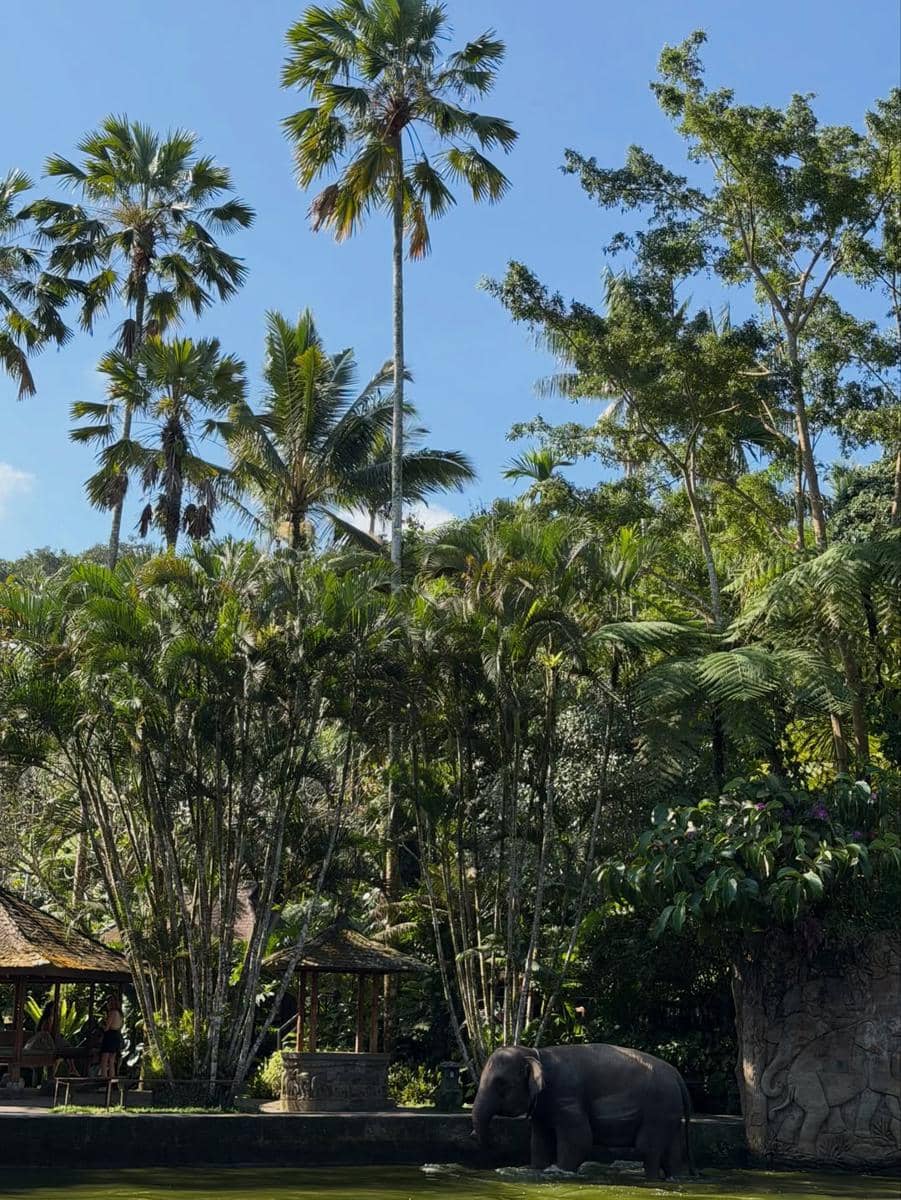 Sabrina Chairunnisa dan sahabat beri makan gajah di Ubud