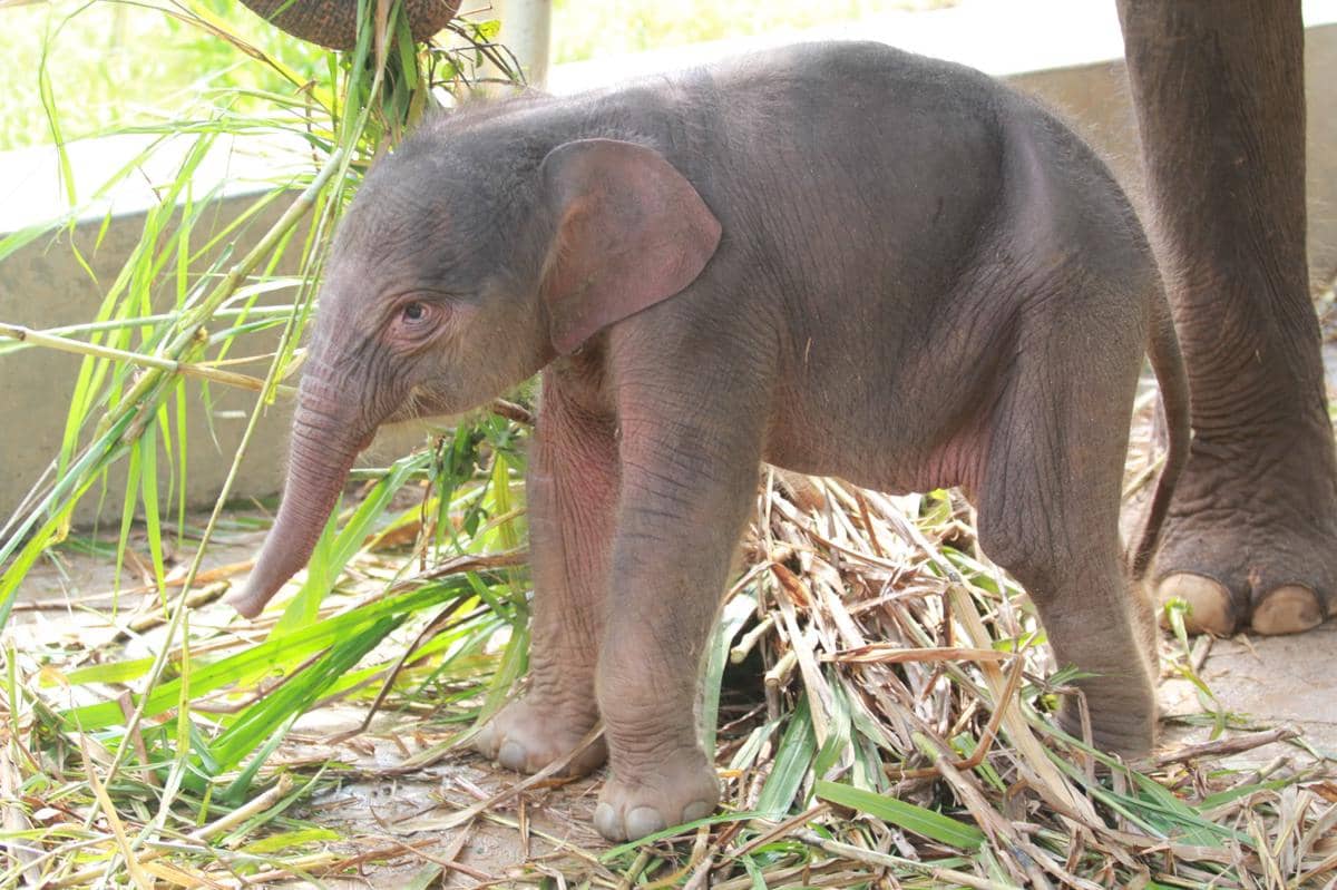 Pertama di Sumatra, Bayi Gajah Ex-situ Lahir di Lembah Hijau Lampung