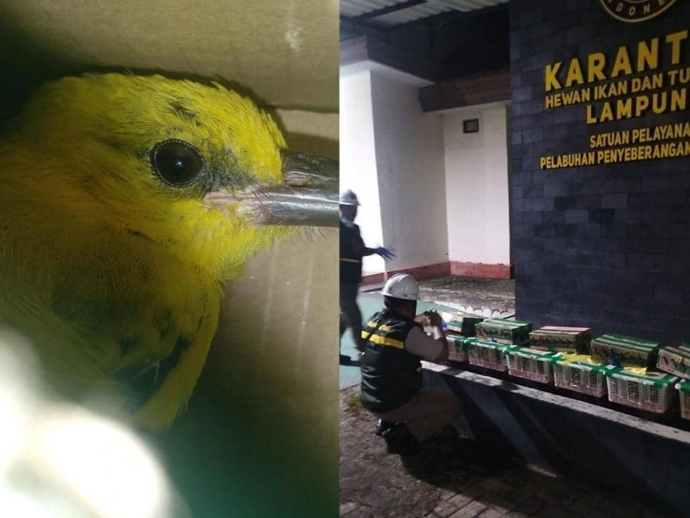 Modus Titip Muatan, 172 Ekor Burung Selundupan Disita di Bakauheni