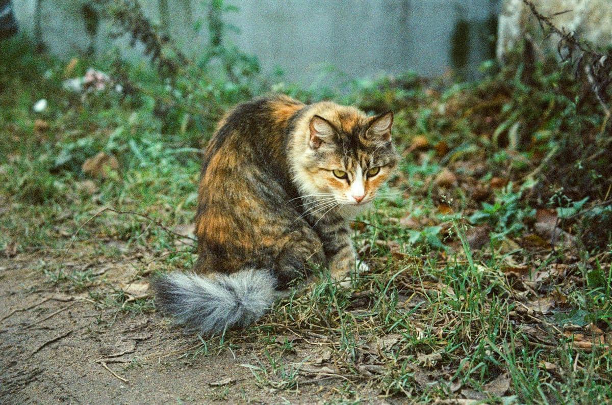 4 Fakta Ilmiah di Balik Kebiasaan Kucing Mengubur Kotorannya