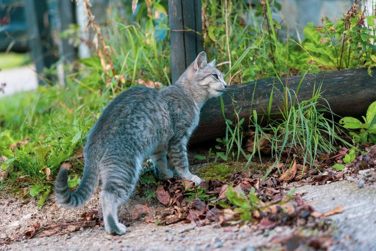 ilustrasi kucing sedang buang air