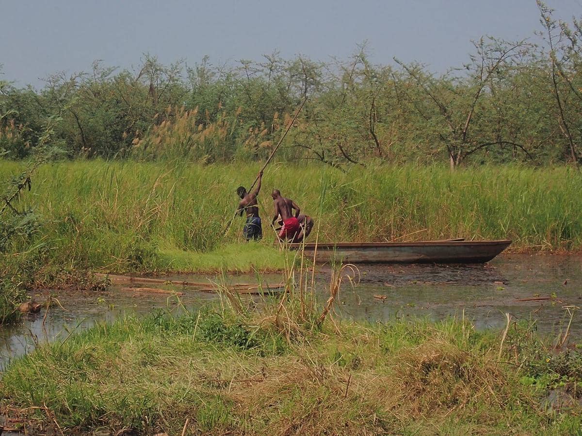 ilustrasi Kongo Basin