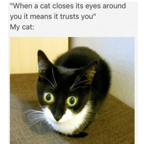 meme kucing tentang kepercayaan