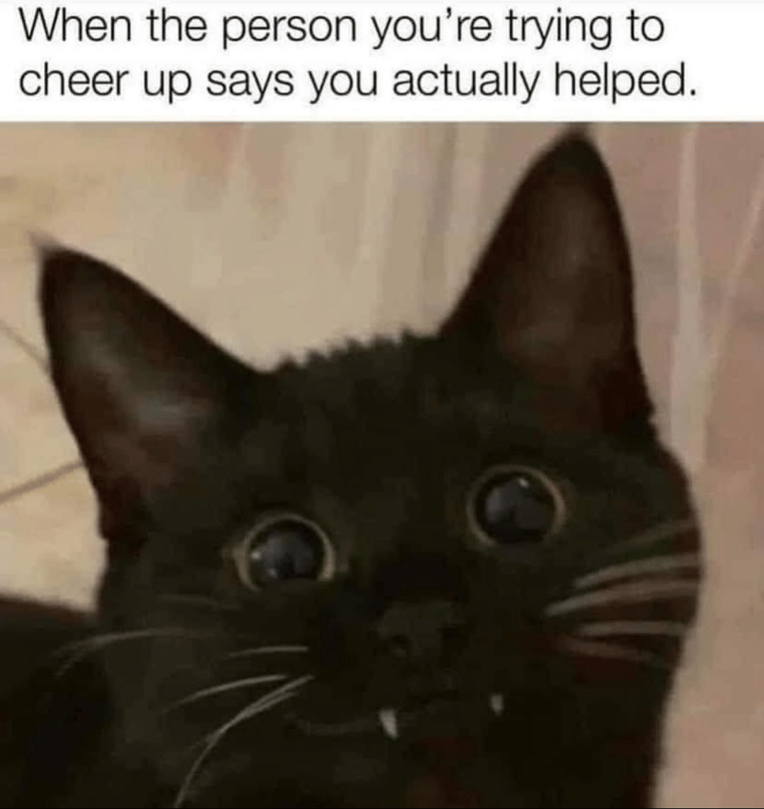 meme kucing lagi senyum