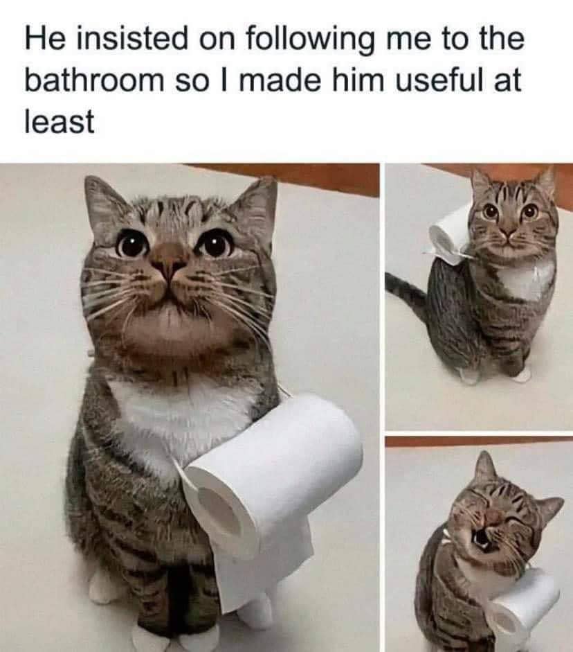 meme kucing lagi senyum