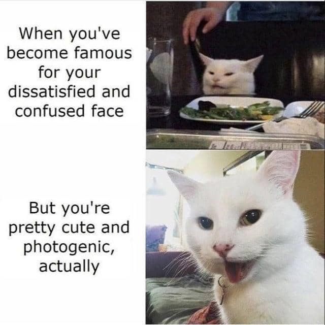meme kucing lagi senyum