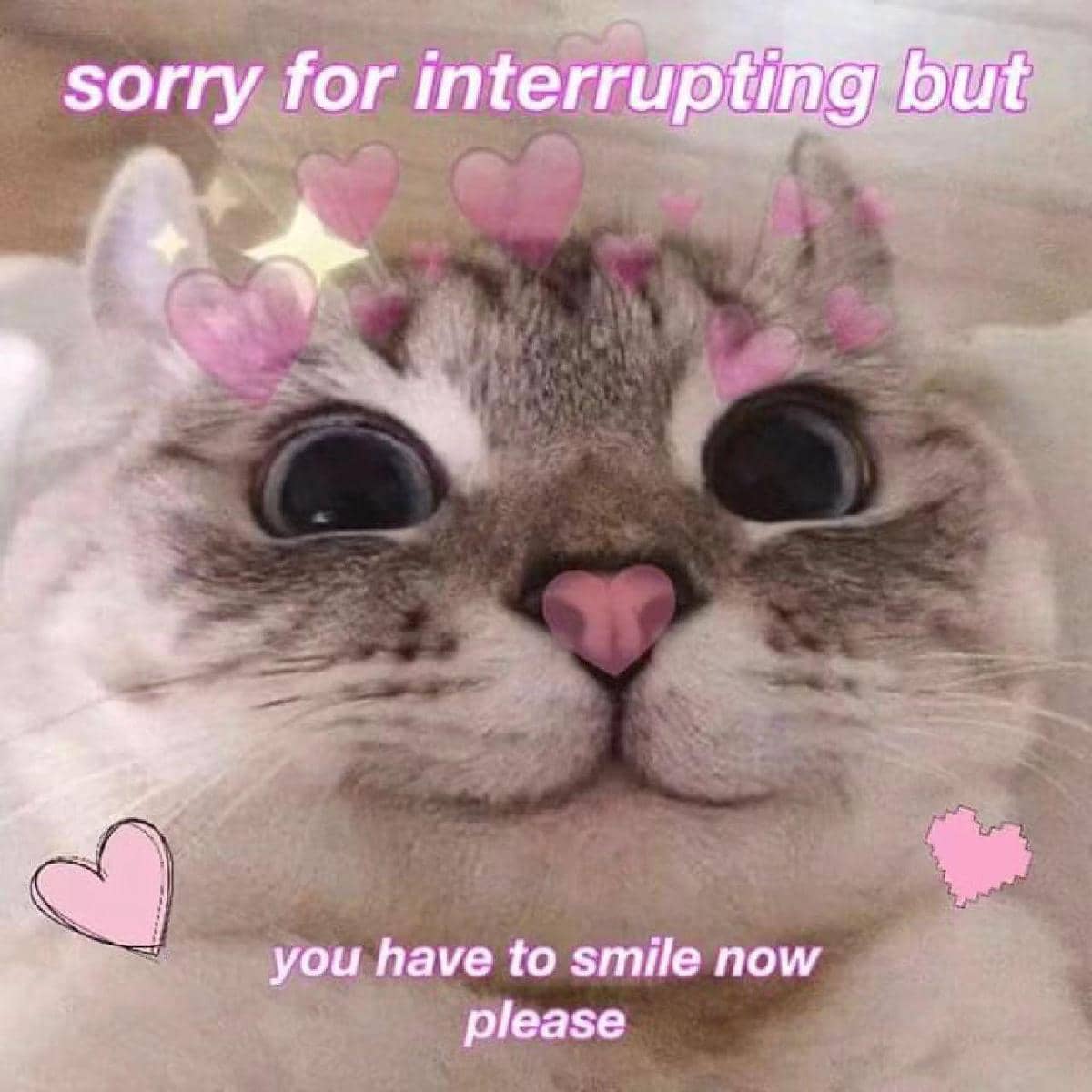 meme kucing lagi senyum