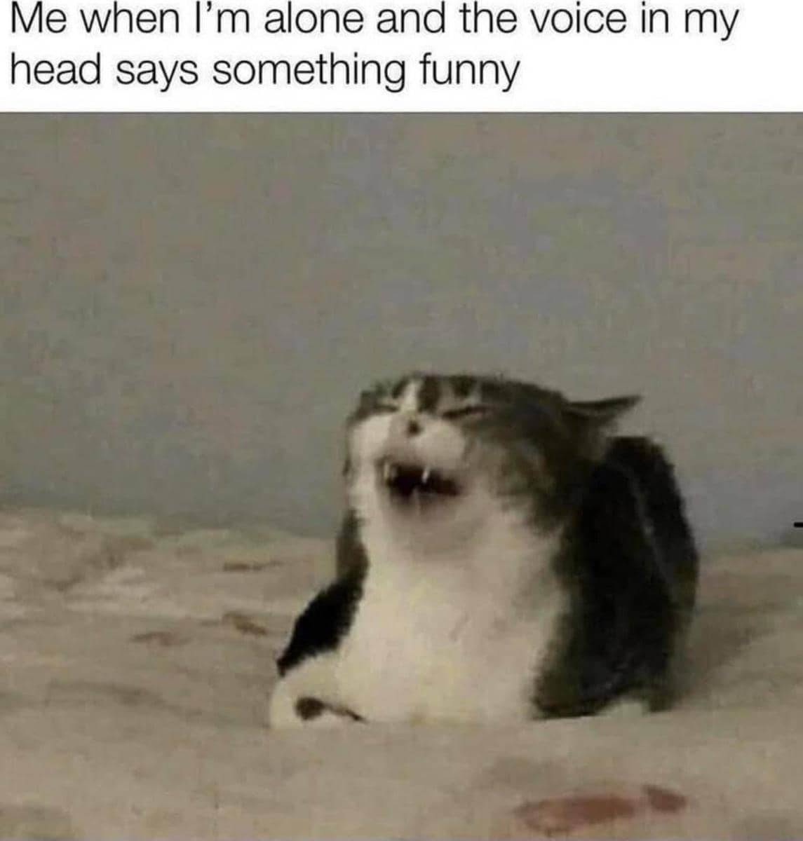 meme kucing lagi senyum