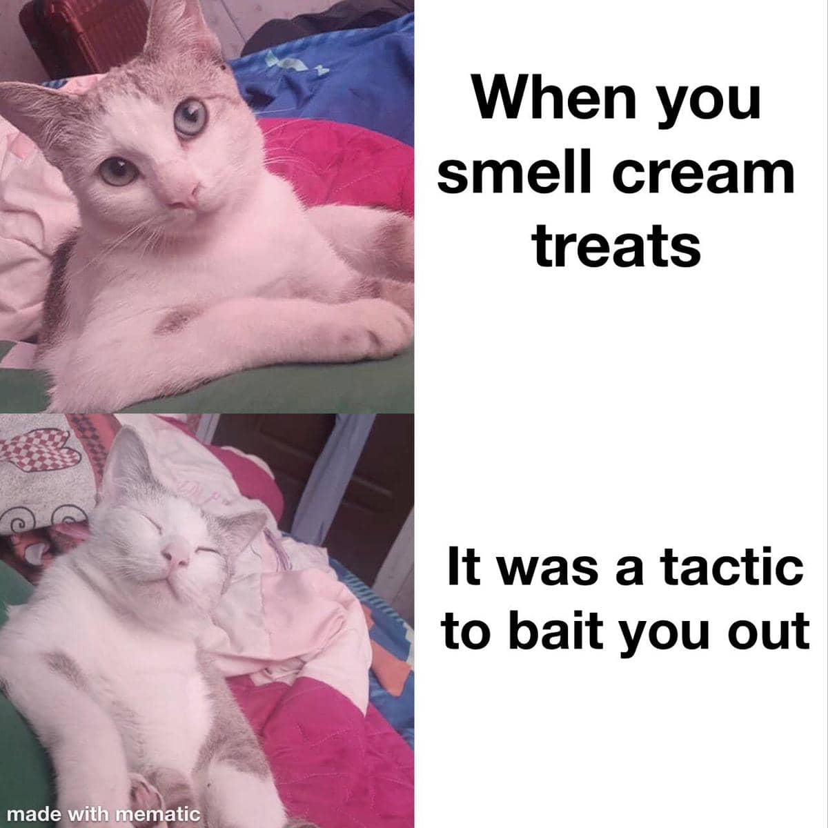 meme kucing tentang kepercayaan