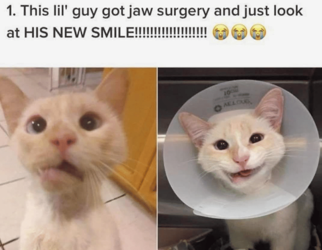meme kucing lagi senyum