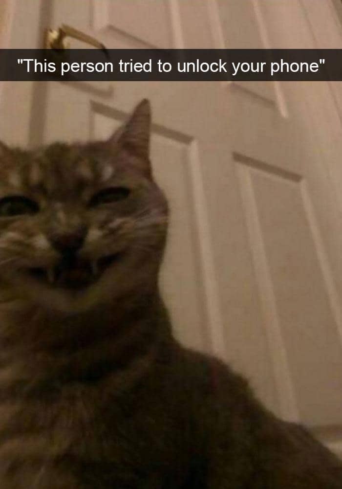 meme kucing lagi senyum