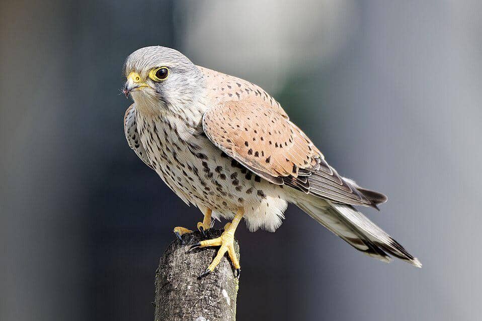 7 Fakta Unik Burung Alap-alap, Ternyata Bukan Kerabat Burung Elang!