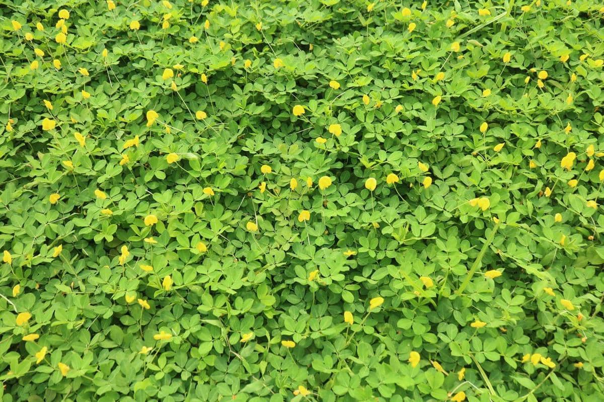 ilustrasi arachis pintoi