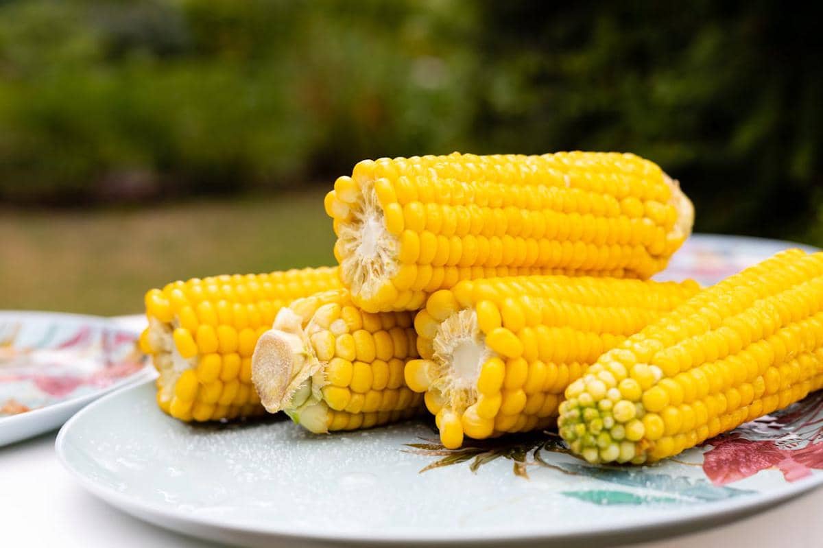 ilustrasi jagung manis
