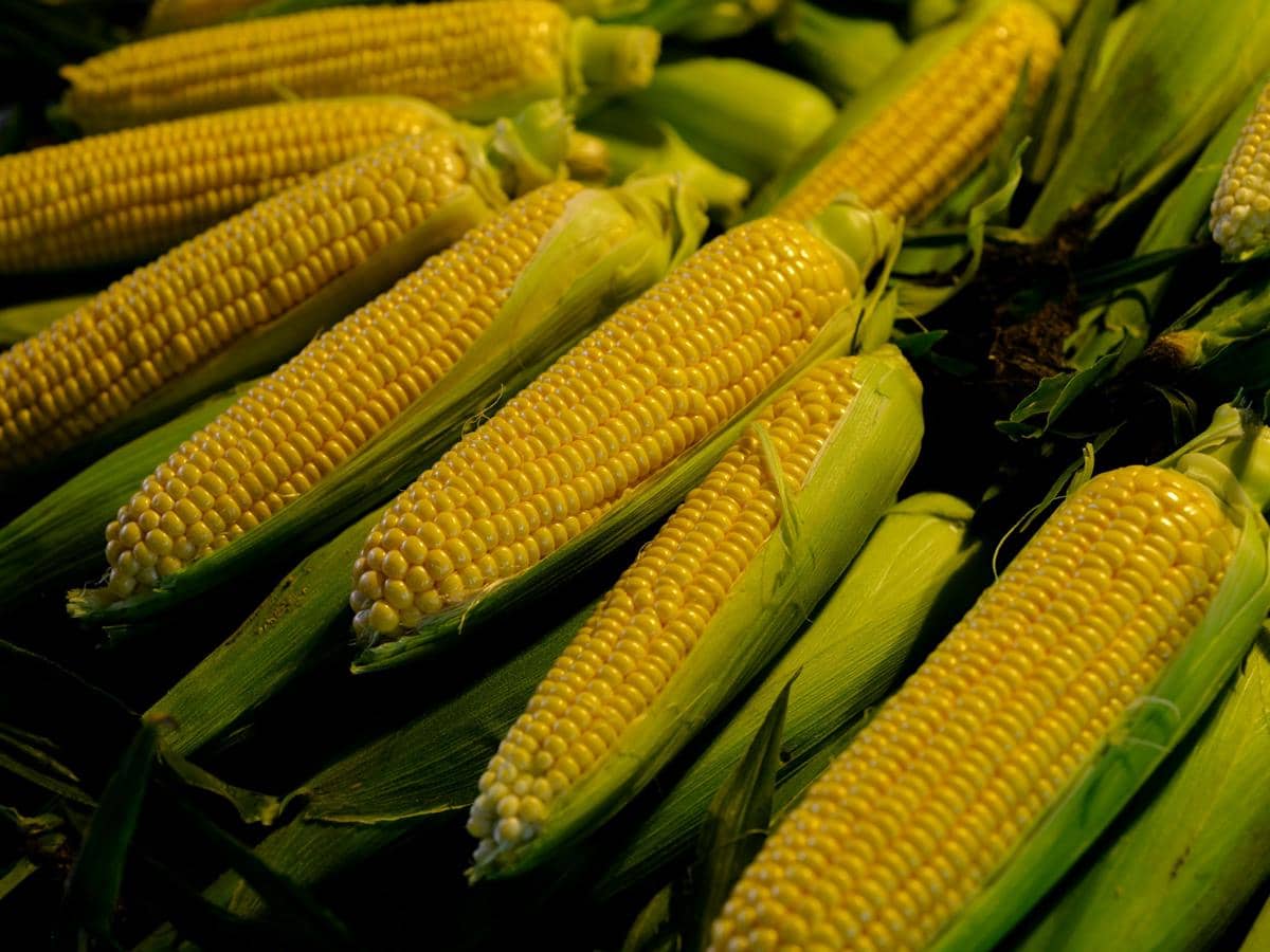 ilustrasi jagung manis