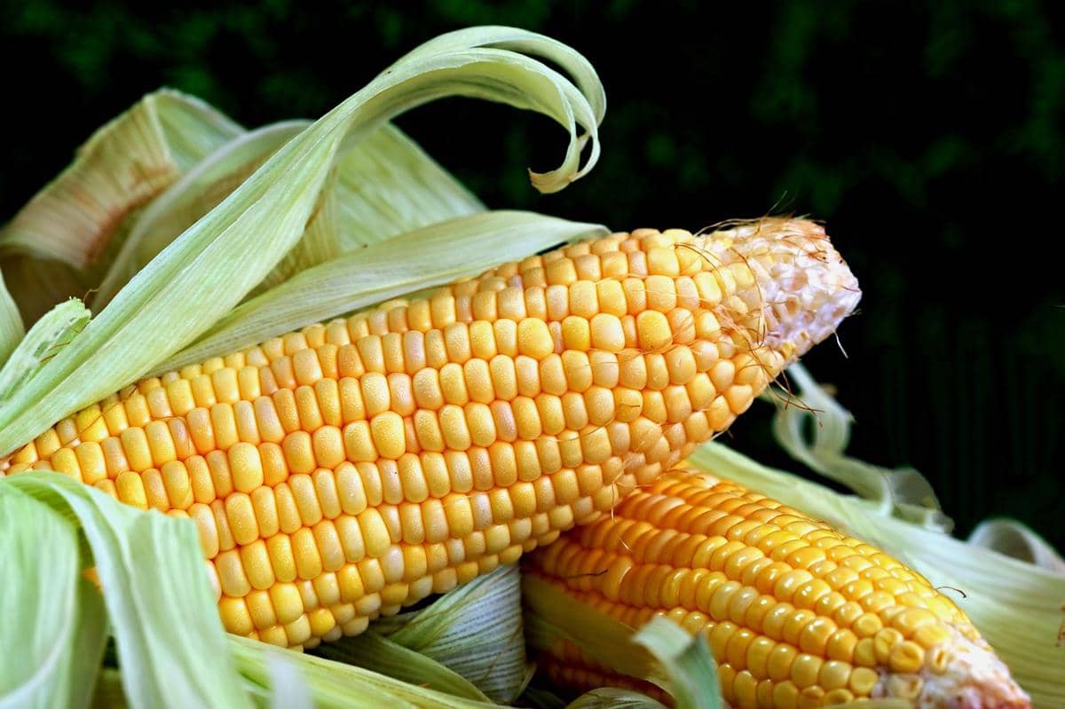 ilustrasi jagung manis
