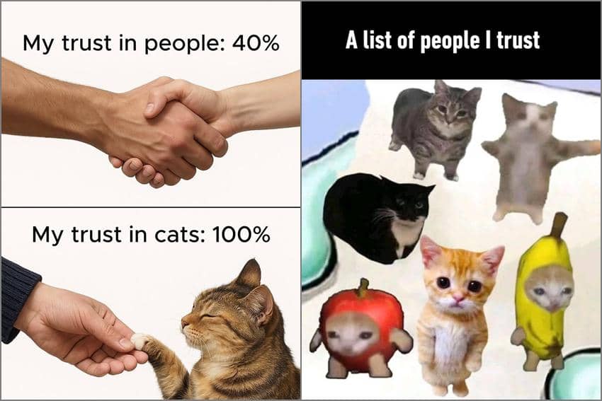 8 Meme Kucing tentang Kepercayaan, kok Gak Yakin sama Babu?