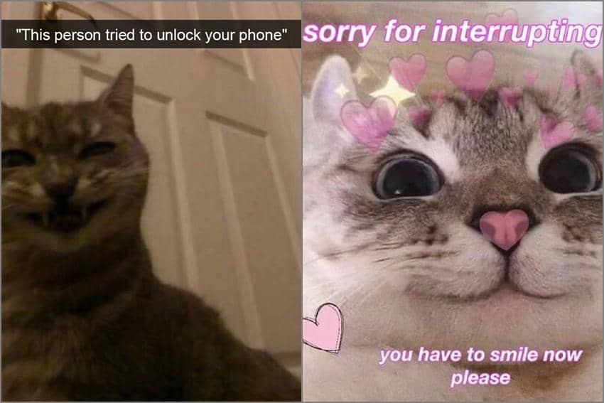 8 Meme Kucing lagi Senyum, Membuat Hari Jadi Lebih Baik