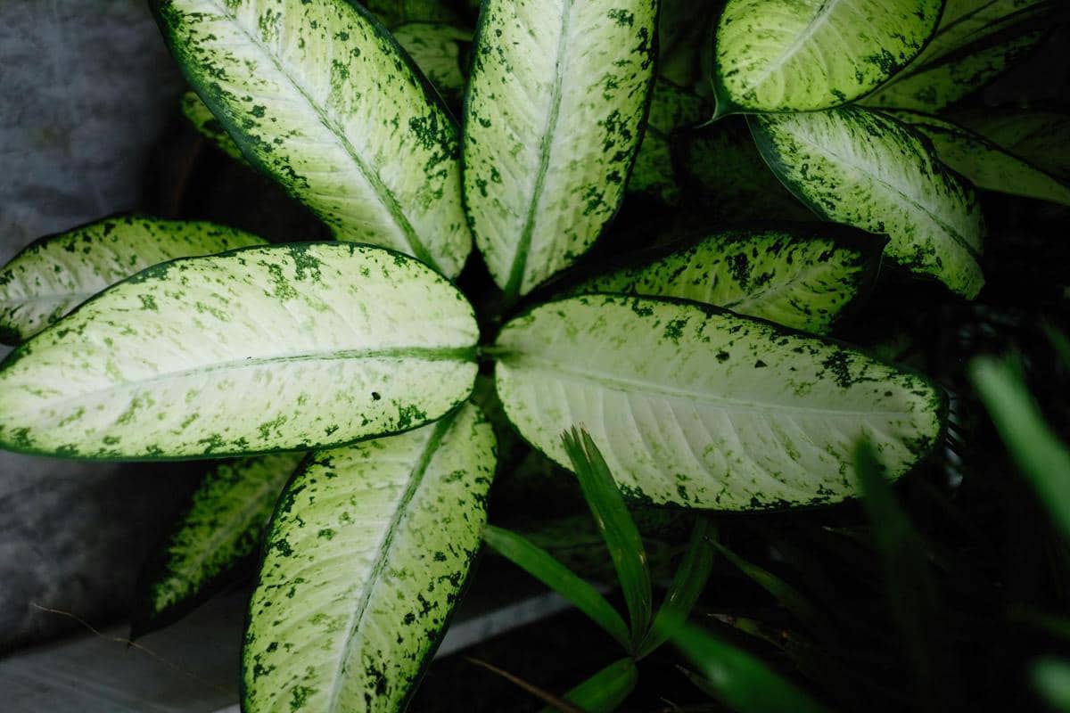 ilustrasi dieffenbachia