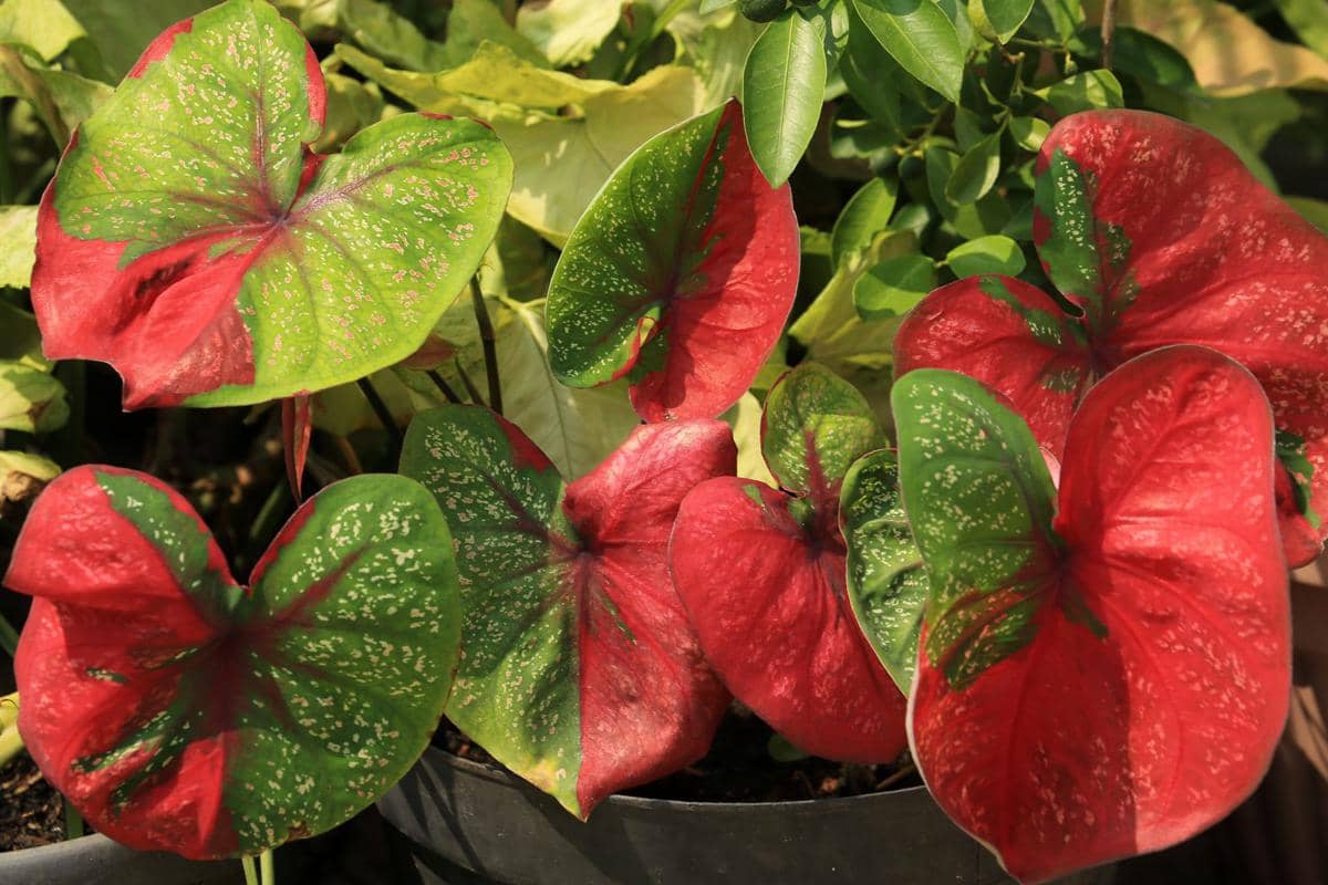 ilustrasi caladium