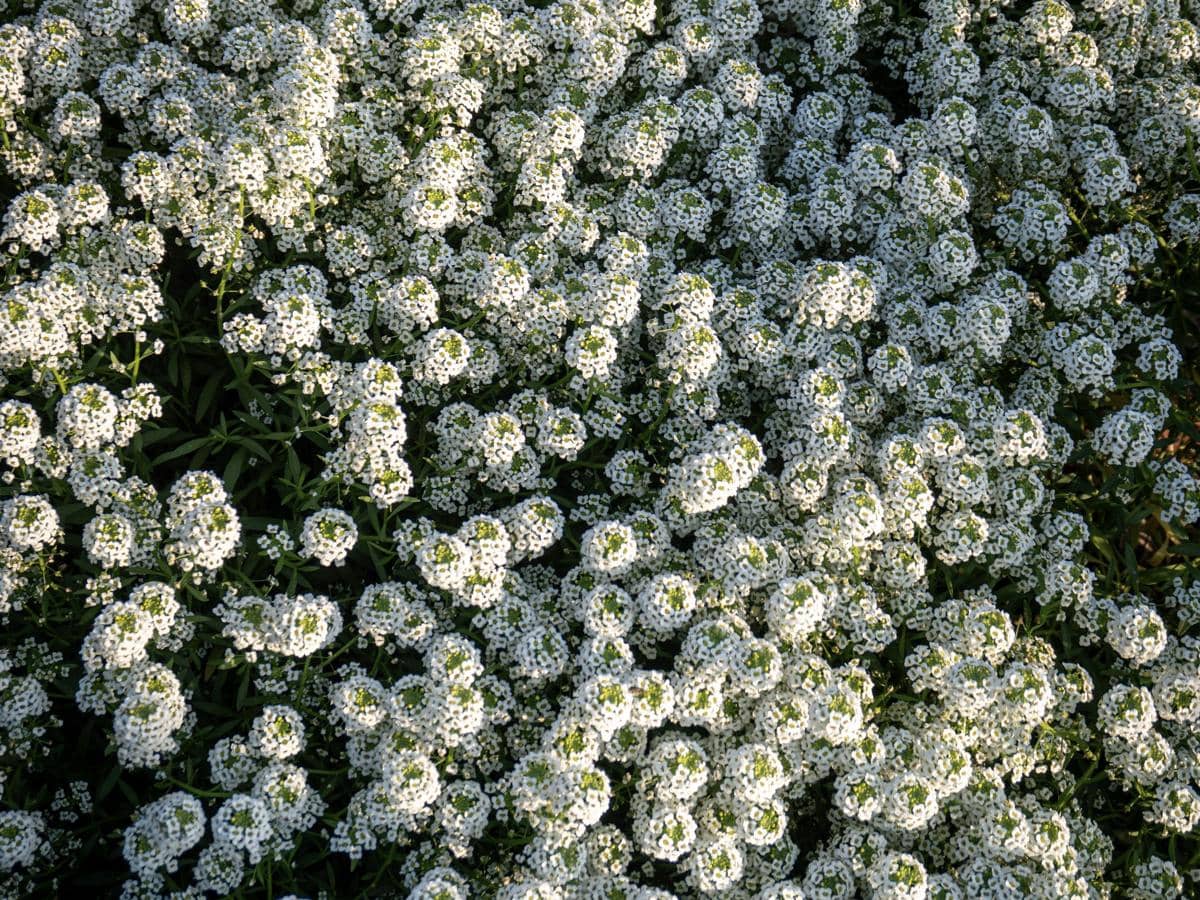 ilustrasi sweet alyssum