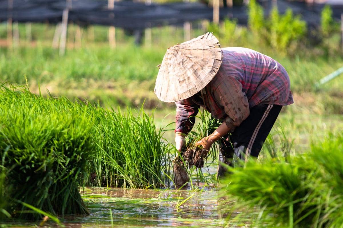 Meski Kemarau Datang, PPU Optimistis Produksi Padi Tembus 50 Ribu Ton