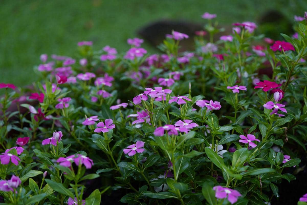 5 Tanaman Hias Berbunga untuk Groundcover, Tampilannya Elegan!