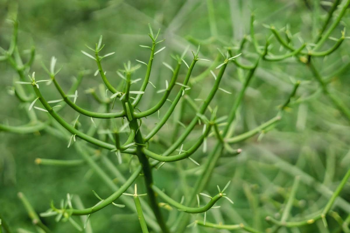 ilustrasi euphorbia tirucalli