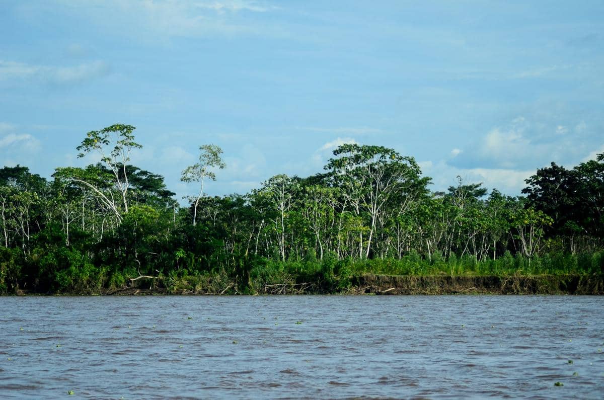 ilustrasi Amazon Basin