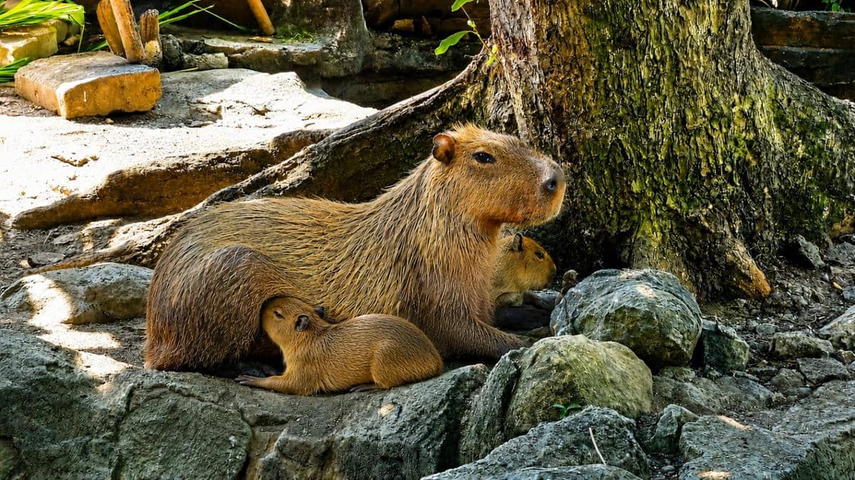 Hasil Pertukaran Ragunan, Kapibara Semarang Zoo Lahirkan 2 Anak