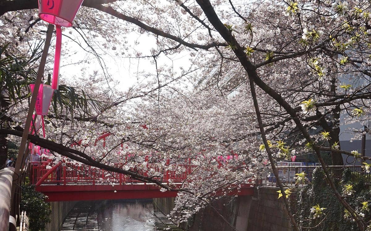 potret bunga sakura di Meguro River, Tokyo