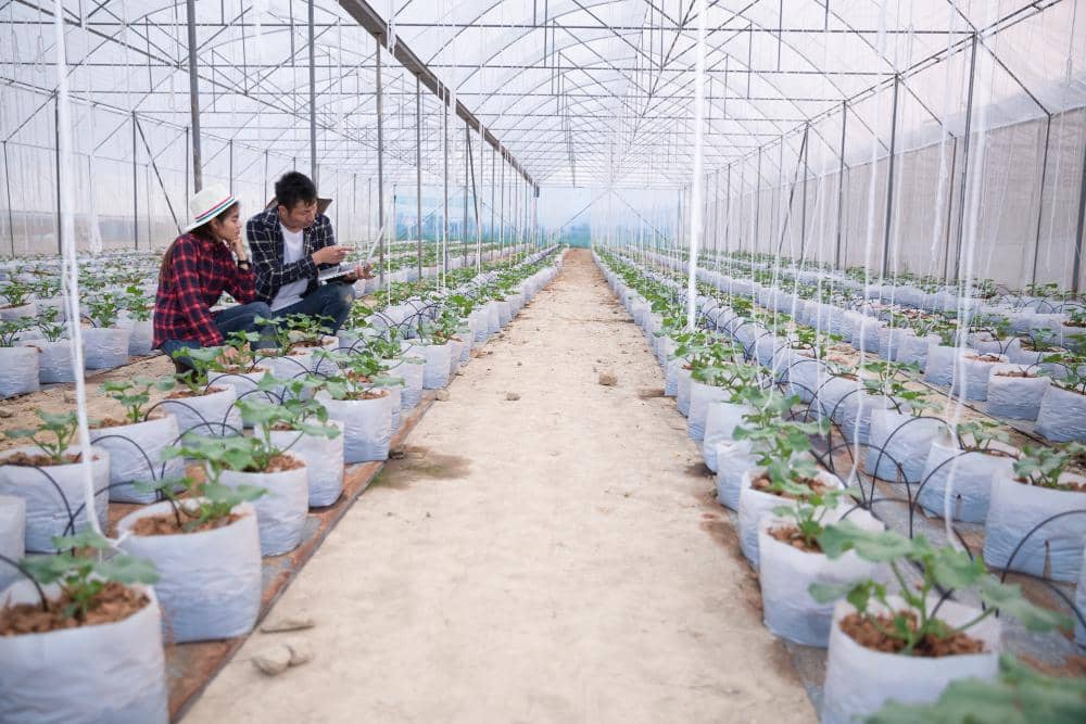 ilustrasi greenhouse