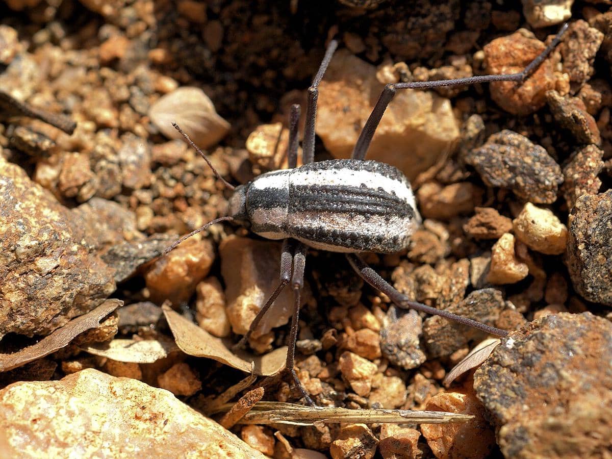 ilustrasi kumbang Gurun Namibia (commons.wikimedia.org/Hans Hillewaert)