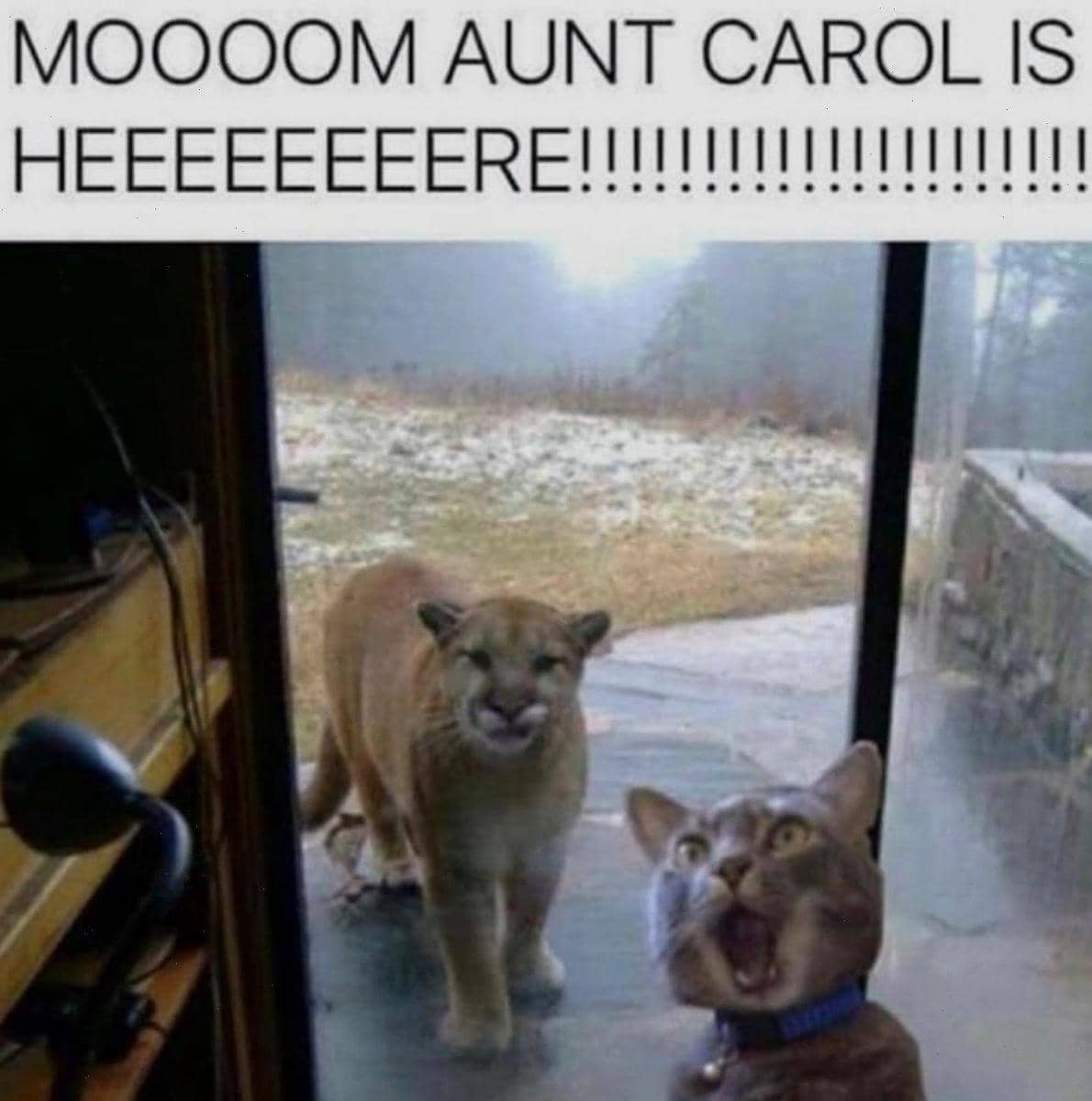 meme kucing tentang mama