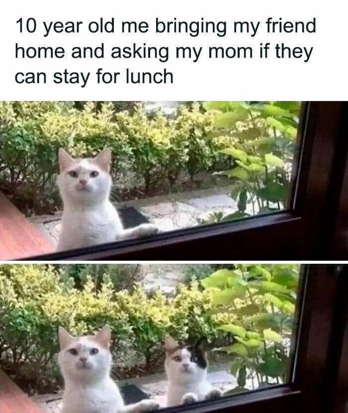 meme kucing tentang mama