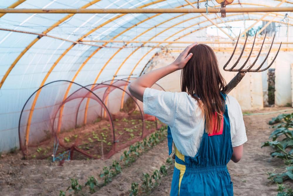 Greenhouse atau Lahan Terbuka, Mana yang Lebih Untung untuk Petani?