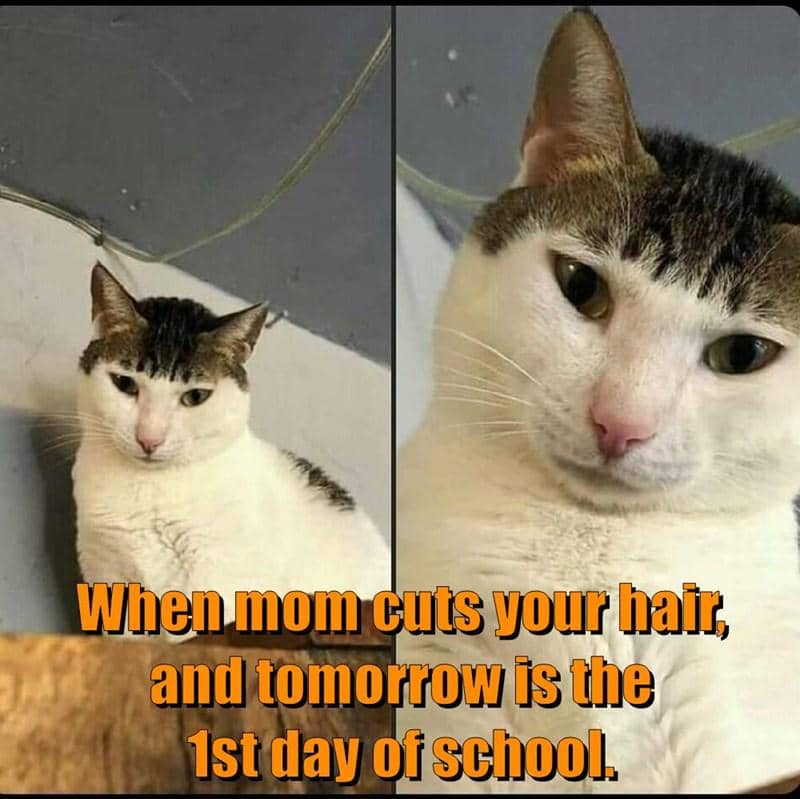 meme kucing tentang mama
