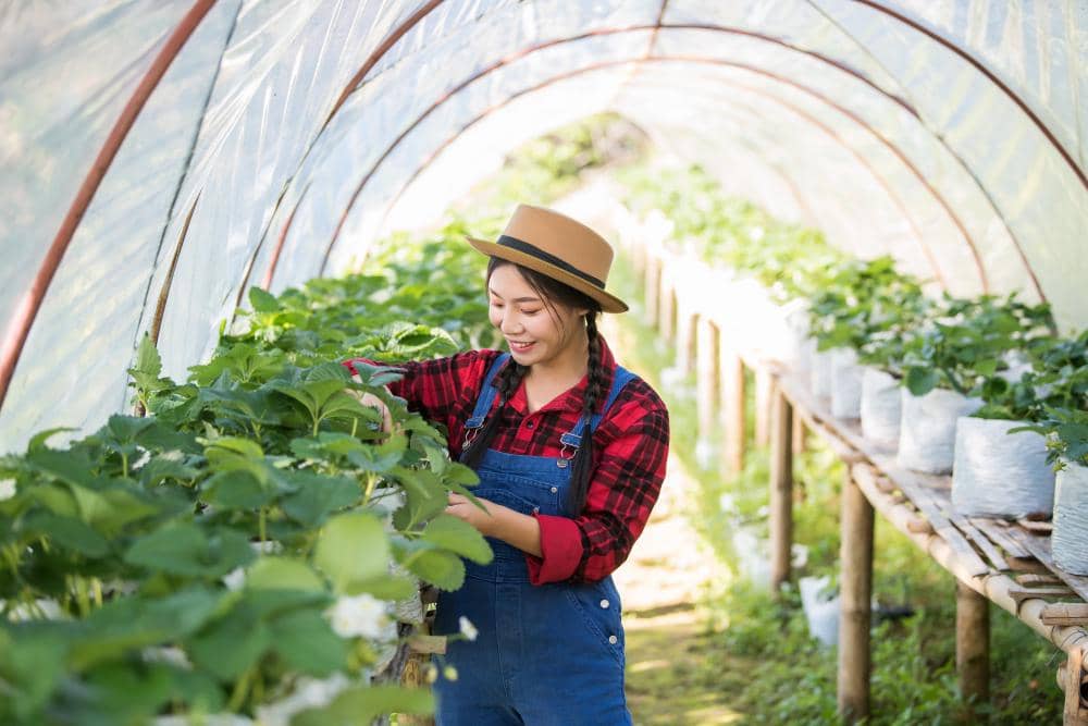 5 Alasan Greenhouse Banyak Digunakan dalam Pertanian Modern