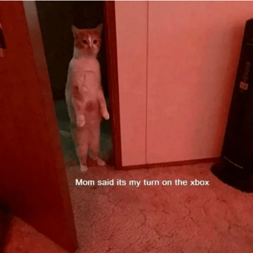meme kucing tentang mama