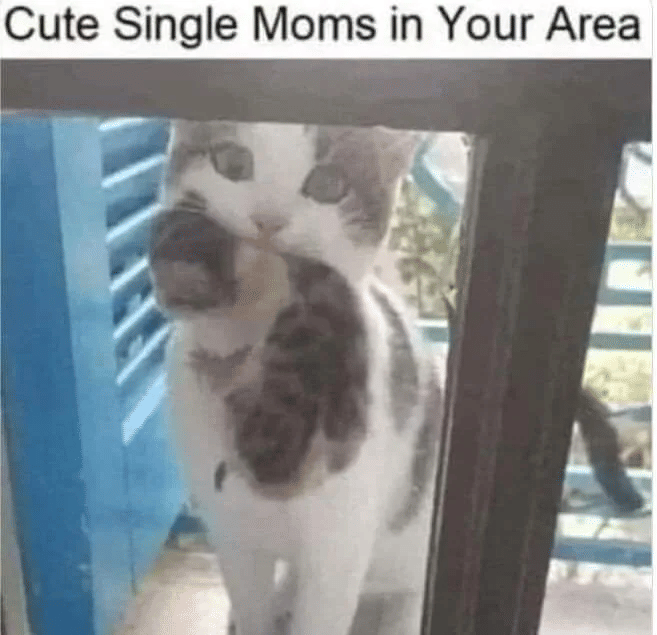 meme kucing tentang mama
