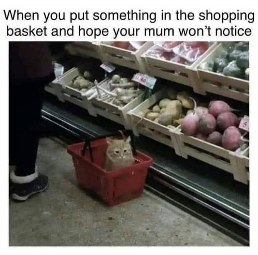 meme kucing tentang mama