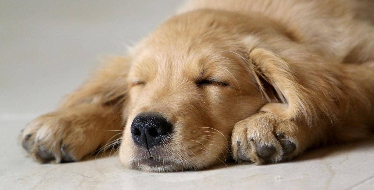 ilustrasi anjing yang sedang tidur