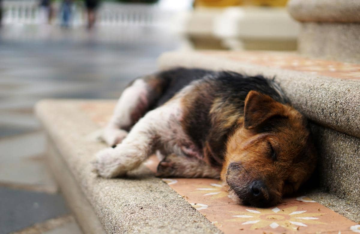 Pelaku Dugaan Pelecehan Anjing Dijerat Pasal Penganiayaan Hewan
