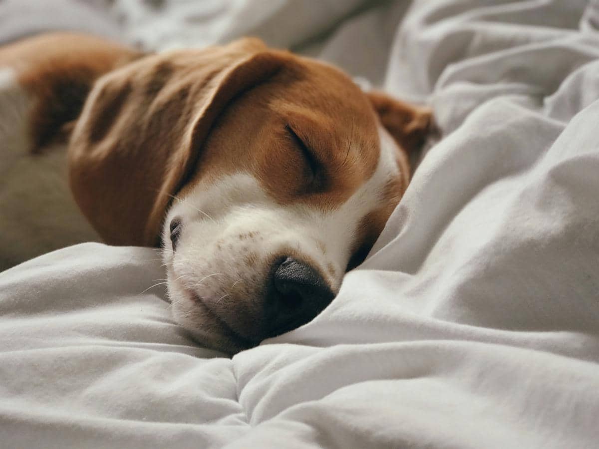 ilustrasi anjing yang sedang tidur
