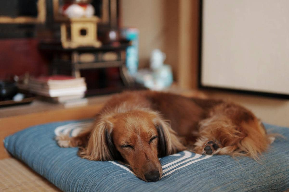 Apakah Anjing Bermimpi? Ini Fakta Tidur Mereka yang Jarang Diketahui