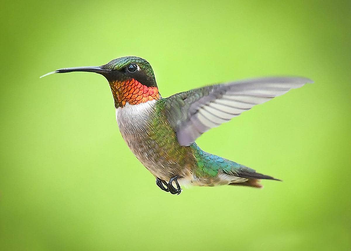 ilustrasi kolibri (unsplash.com/Candi Foltz)