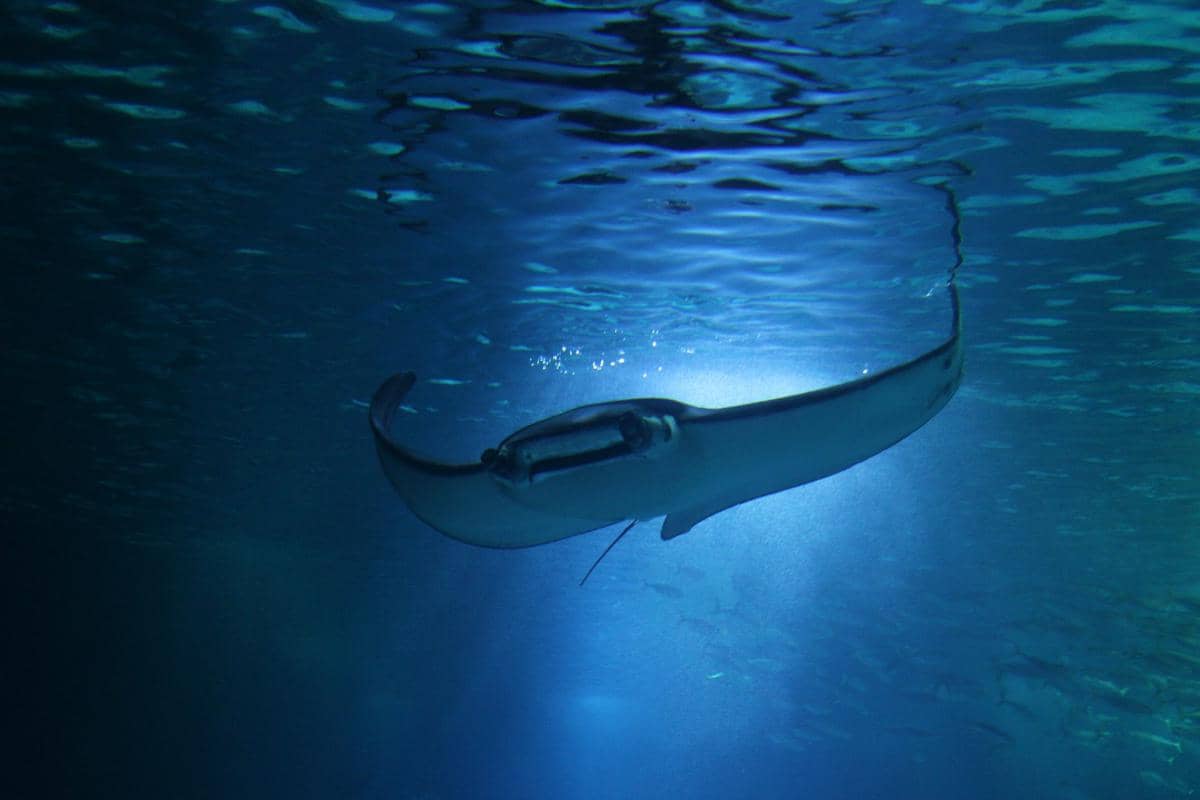 5 Perbedaan Ikan Pari Manta dan Pari Biasa, Ternyata Beda Jauh
