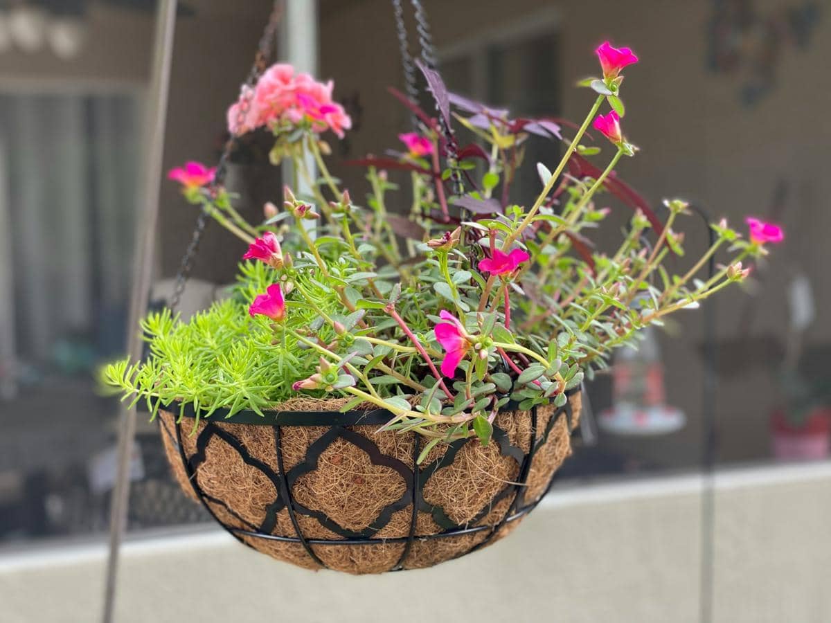 ilustrasi portulaca
